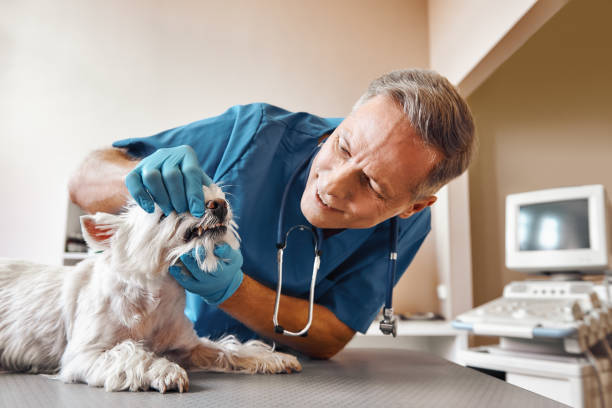 Best Root Canal Emergency Dentist  in Dundee, NY
